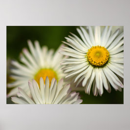 Affisch Tusenskönor Blommor Blommig Natur Fotograf