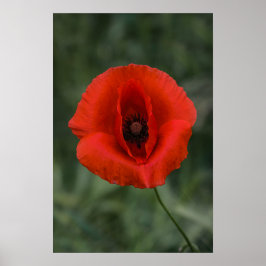 Affisch Vallmo Blommig Naturfotografi