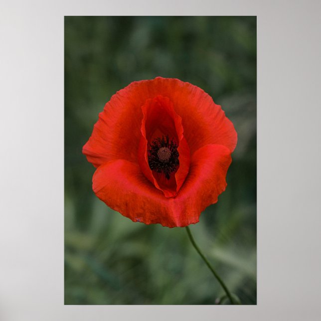 Affisch Vallmo Blommig Naturfotografi (Framsidan)