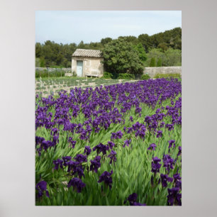 AFFISCH - Van Gogh Iris