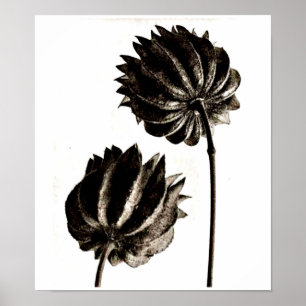 Affisch-Vintage Fotografi-Karl Blossfeldt 38 Poster