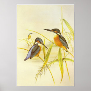 Affisch Vintage Kingfisher Fåglar