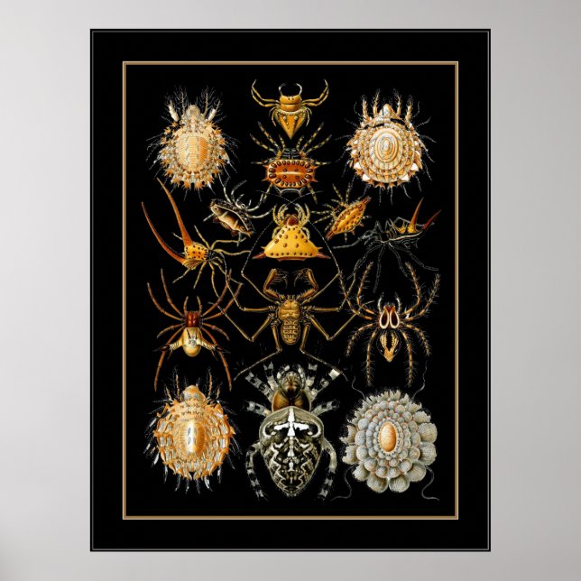 Affisch Vintage Konstnär Ernst Haeckel Arachnida (Framsidan)