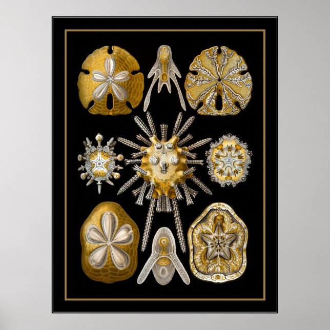 Affisch Vintage Konstnär Ernst Haeckel Echinoidea (Framsidan)