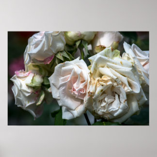 Affisch Vita Rosor I Blom Fotografering