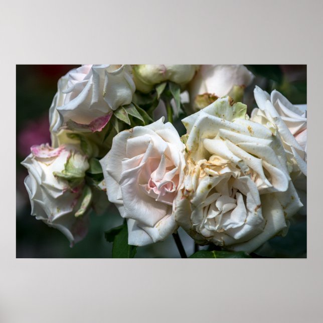Affisch Vita Rosor I Blom Fotografering (Framsidan)