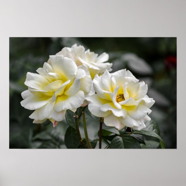 Affisch White Rose Photography (Framsidan)