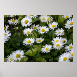 Affisch Wild Daisies Photography