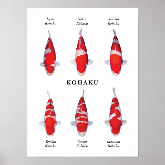 Affischart för japanska koifiskar: Kohaku Poster (Framsidan)
