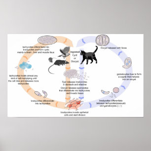 Affischdiagramliv cyklar av Toxoplasmagondii Poster