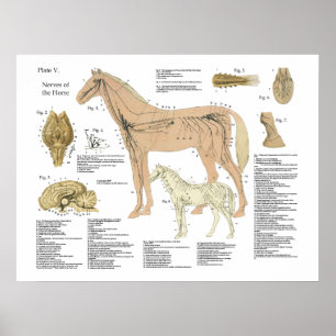 Affischen för hästnervsystemanatomi kartlägger poster