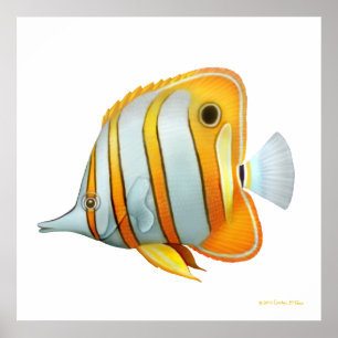 Affischen för studie för Copperband fjärilsfisk Poster