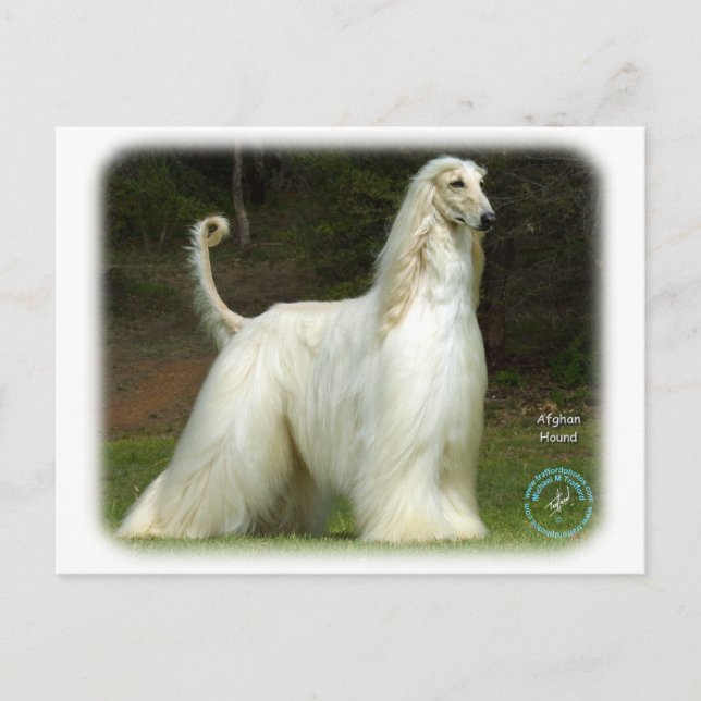 Afghan Hound 9J32D-21 Vykort (Framsida)