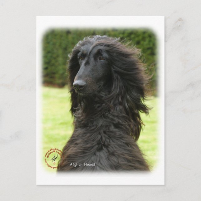 Afghan Hound 9T027D-081 Vykort (Framsida)