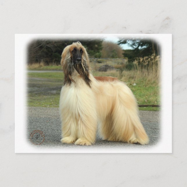 Afghan Hound 9Y119D-037 Vykort (Framsida)