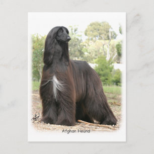 Afghan Hound 9Y151D-112 Vykort