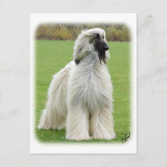 Afghan Hound 9Y247D-010 Vykort (Framsida)