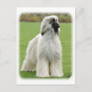 Afghan Hound 9Y247D-010 Vykort