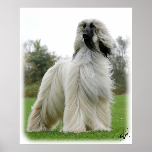 Afghan Hound 9Y247D-025 Poster (Framsidan)