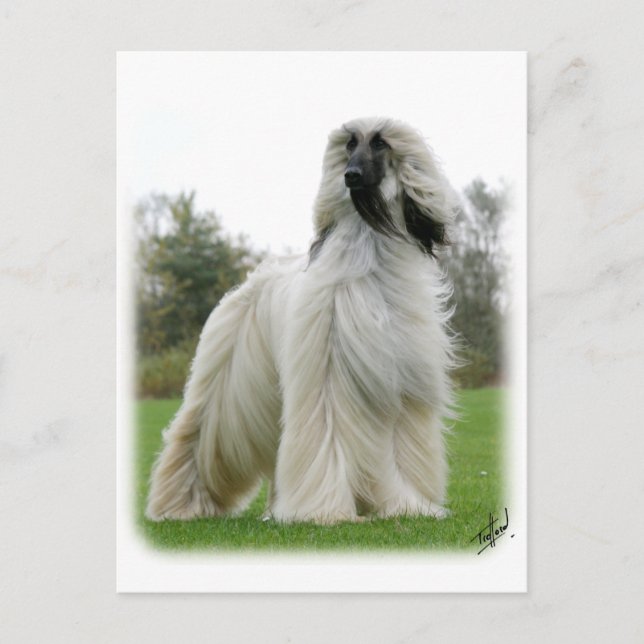 Afghan Hound 9Y247D-025 Vykort (Framsida)