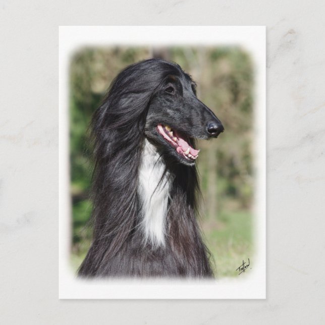 Afghan Hound AA017D-101 Vykort (Framsida)
