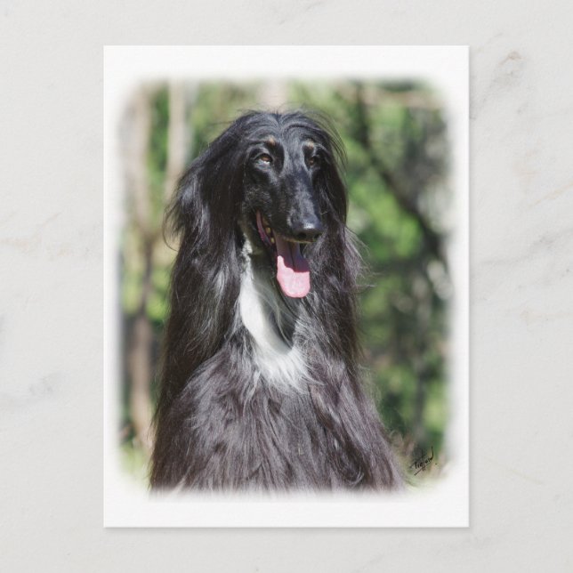 Afghan Hound AA017D-119 Vykort (Framsida)