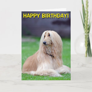 Afghan Hound anpassade hälsning-kort Kort