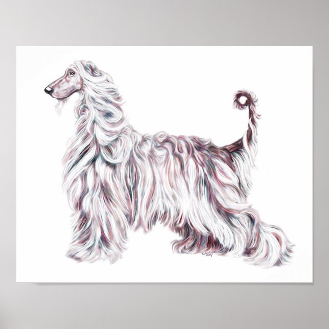 Afghan Hound Elegance Poster (Framsidan)