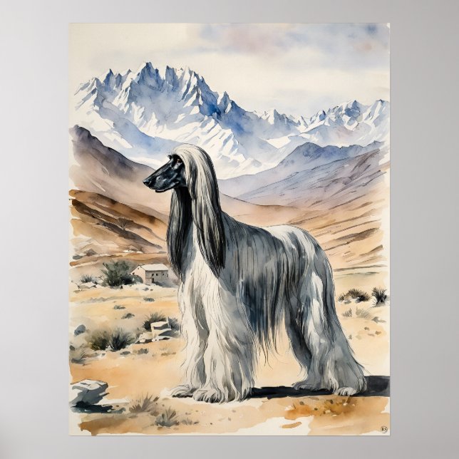 Afghan Hound - Hund Art Print Poster (Framsidan)