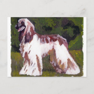 Afghan Hound Hund Vykort