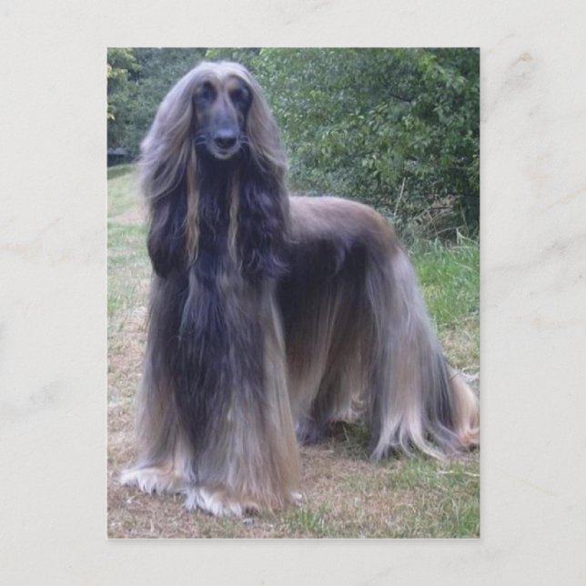 Afghan Hound Hund Vykort (Framsida)