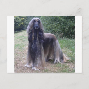 Afghan Hound Hund Vykort