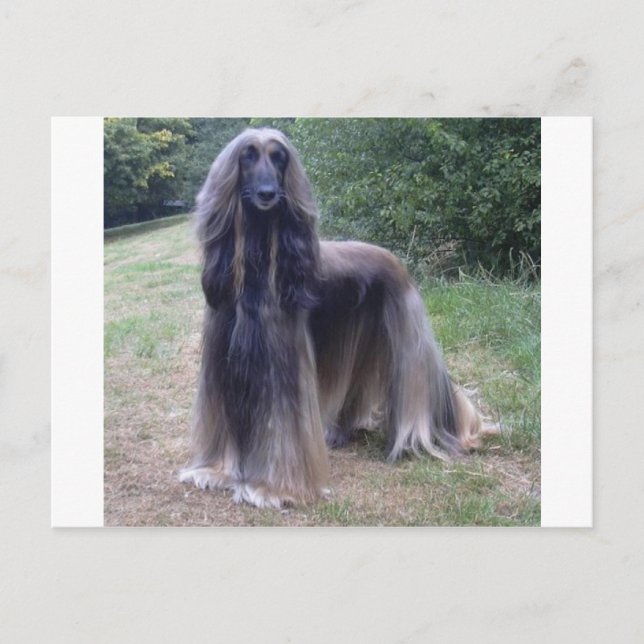 Afghan Hound Hund Vykort (Framsida)