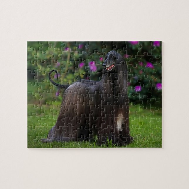 Afghan Hound Jigszle Puzzle Pussel (Horisontell)