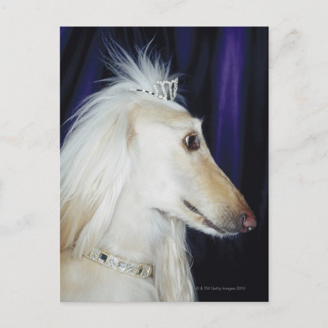 Afghan Hound med Tiara Vykort (Framsida)