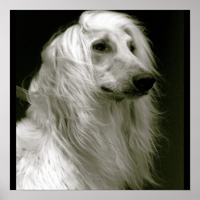 Afghan Hound Poster (Framsidan)
