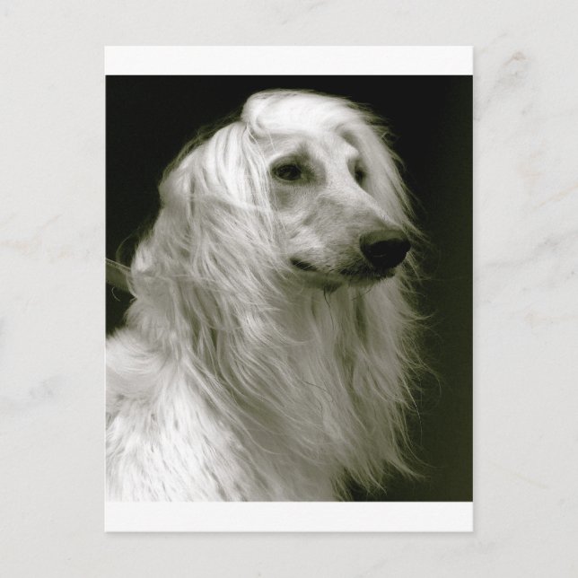 Afghan Hound Vykort (Framsida)