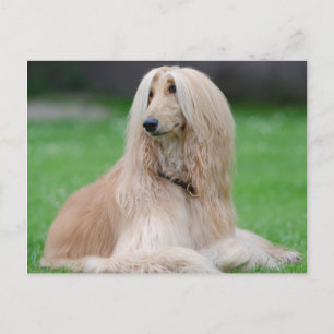 Afghan Hound Vykort