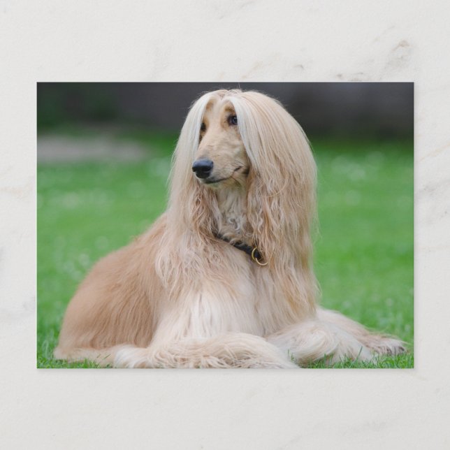 Afghan Hound Vykort (Framsida)