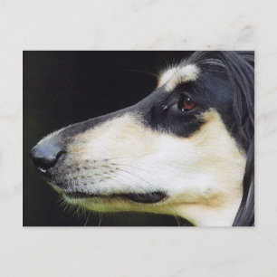 Afghan Hound Vykort