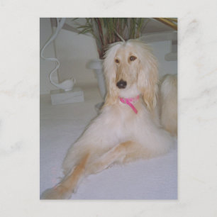 Afghan Hound Vykort