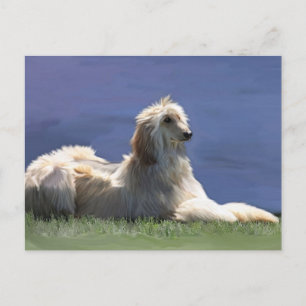 Afghan Hound Vykort