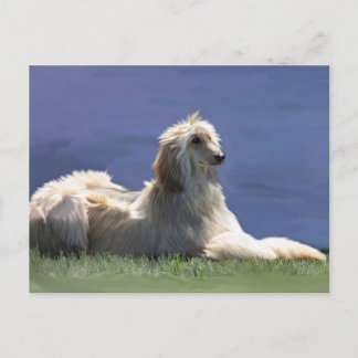 Afghan Hound Vykort