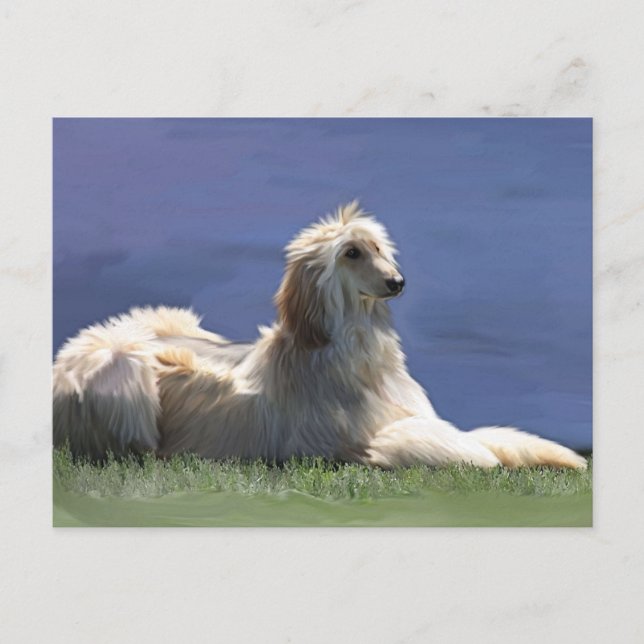 Afghan Hound Vykort (Framsida)