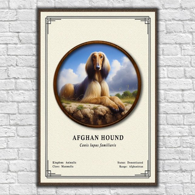 Afghan Hound Zoologi Serie Poster (Skapare uppladdad)