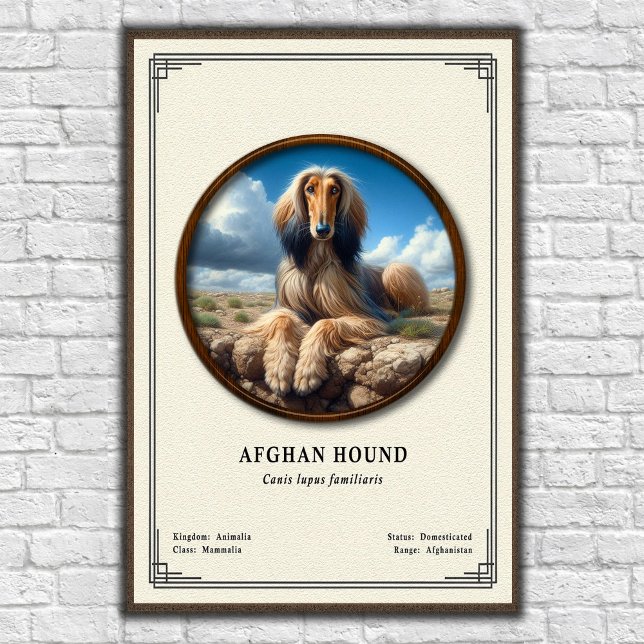 Afghan Hound Zoology Series Poster (Skapare uppladdad)