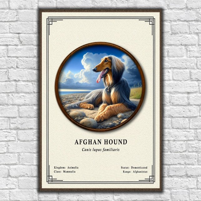 Afghan Hound Zoology Series Poster (Skapare uppladdad)