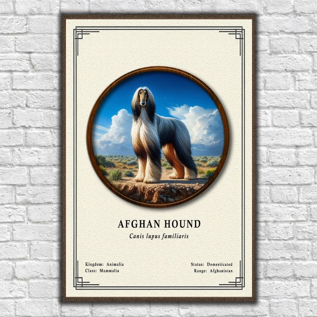 Afghan Hound Zoology Series Poster (Skapare uppladdad)