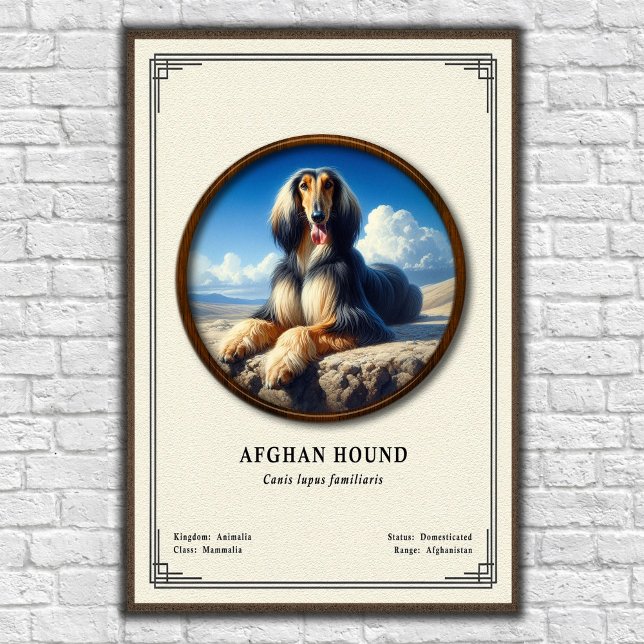 Afghan Hound Zoology Series Poster (Skapare uppladdad)