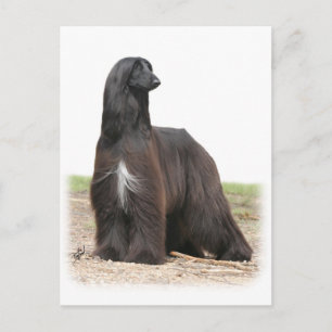 Afghansk hound 9Y151D-113 Vykort